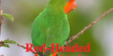 Red-headed Lovebird