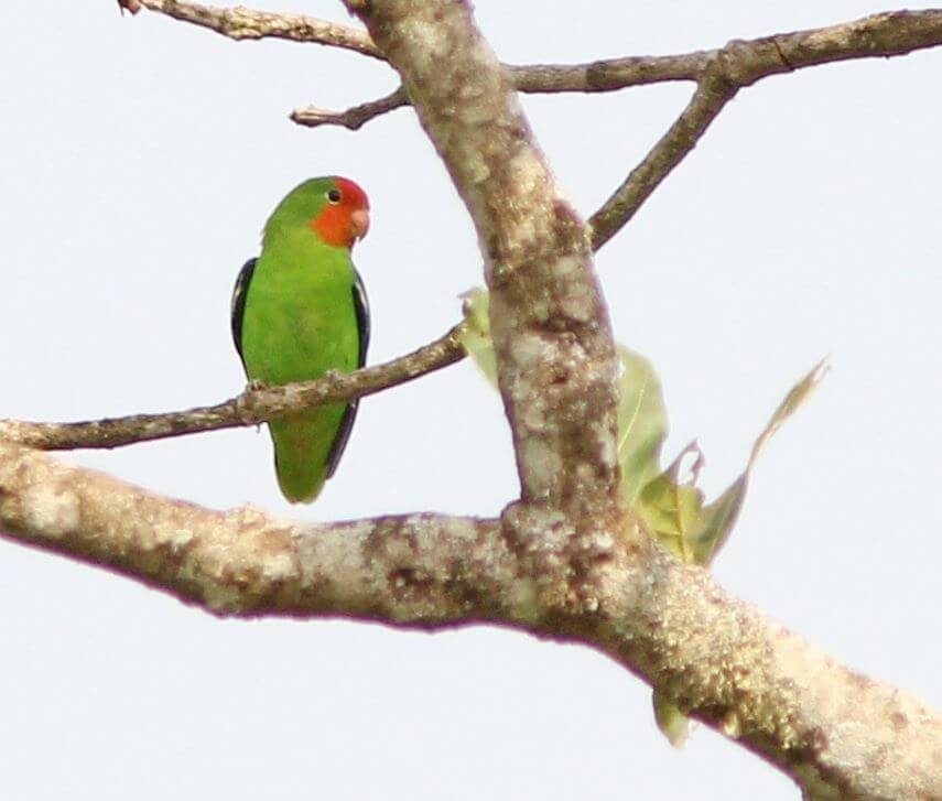 Red-headed Lovebird parrot
