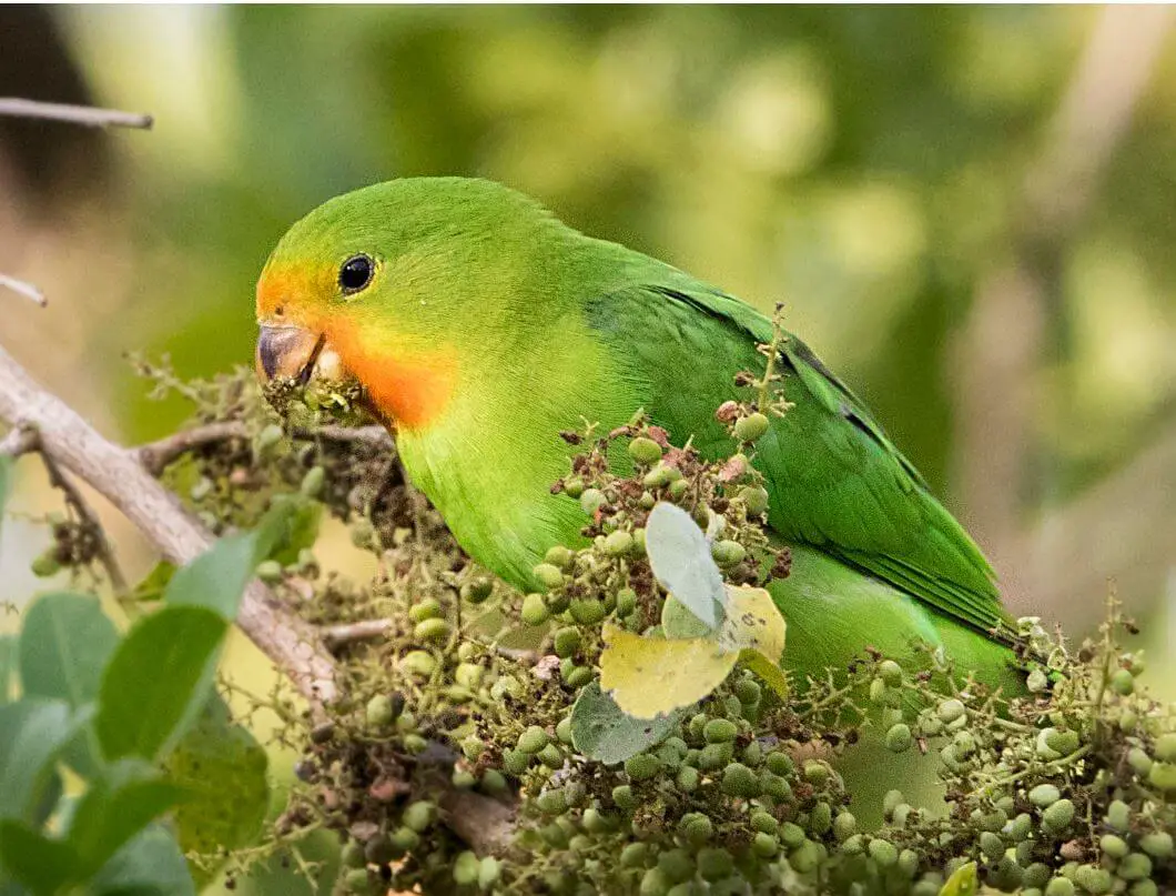 Red-headed-Lovebird parrot