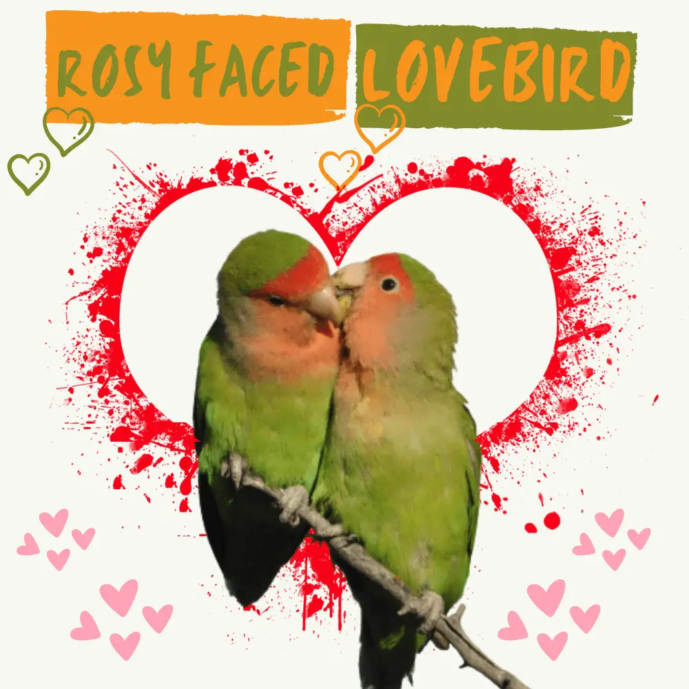Rosy faced Lovebird