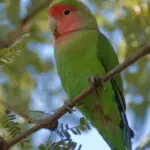 Rosy-faced Lovebird parrot