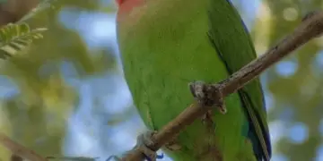 Rosy-faced Lovebird parrot