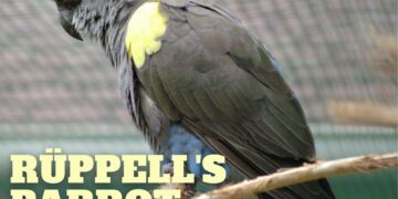 Rüppell's Parrots