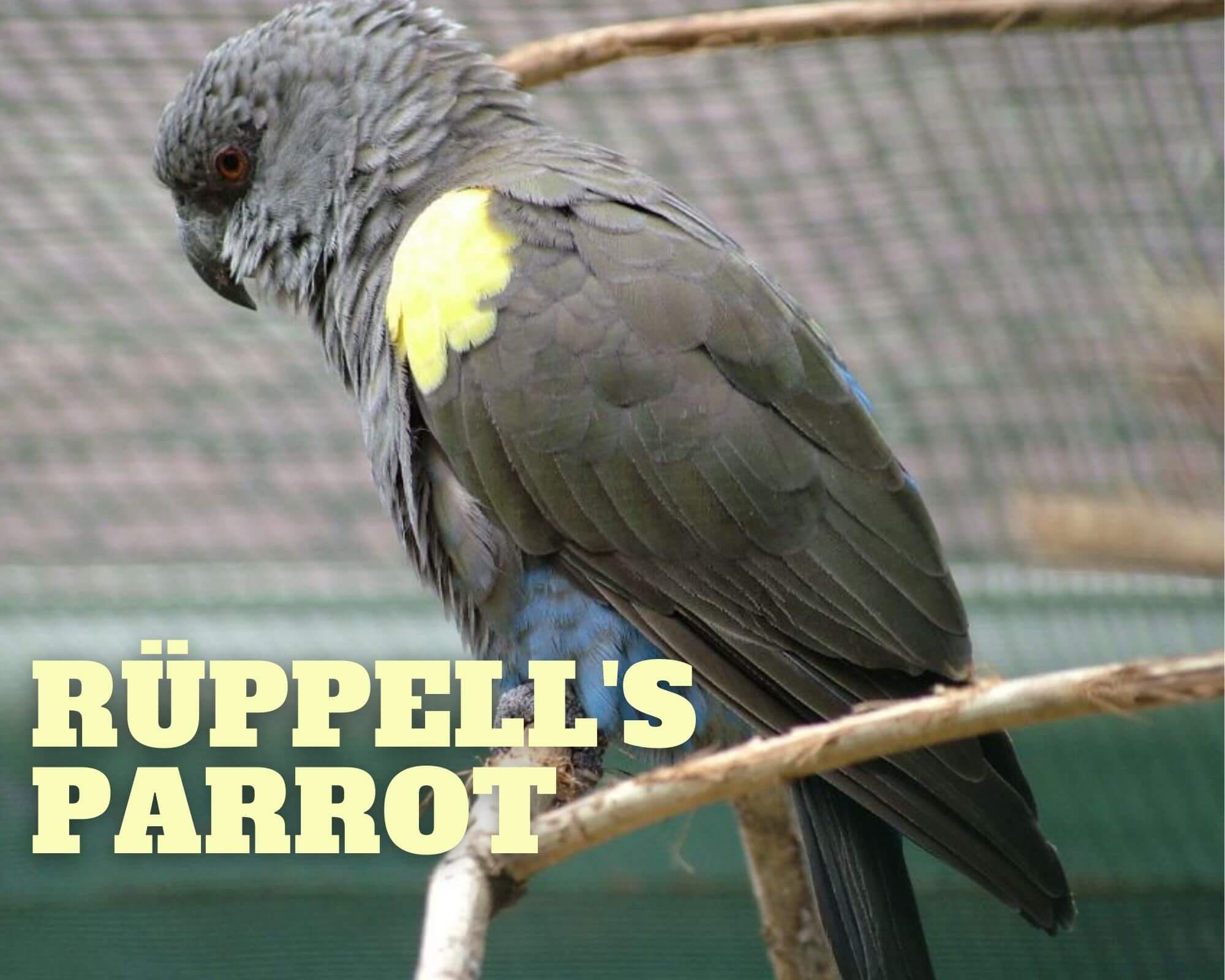 Rüppell's Parrots