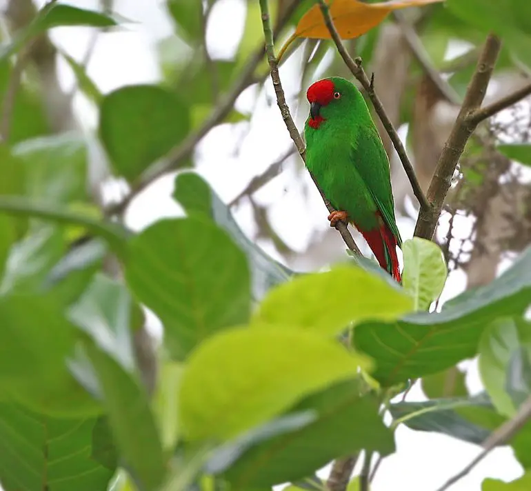 Sangihe Hanging-Parrot