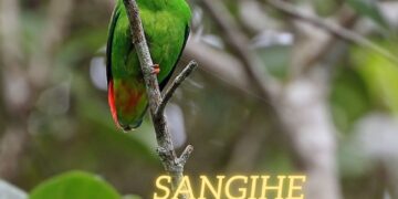 Sangihe-Hanging-Parrot