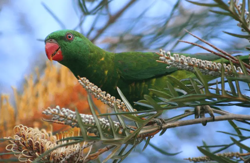 Scaly-breasted-Lorikeet