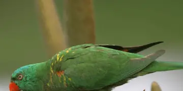 Scaly-breasted Lorikeet