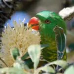 Scaly-breasted Lorikeet parrot