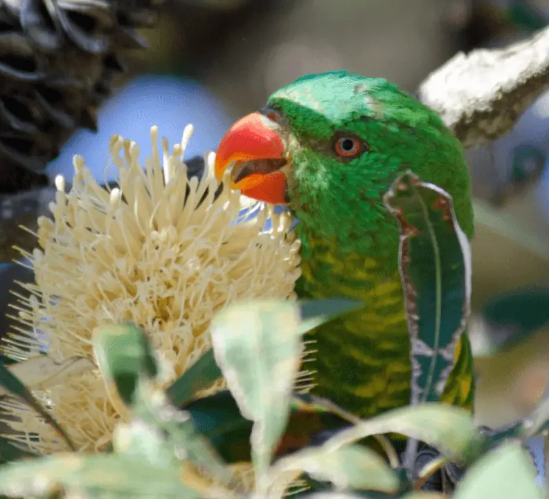 Scaly-breasted Lorikeet parrot