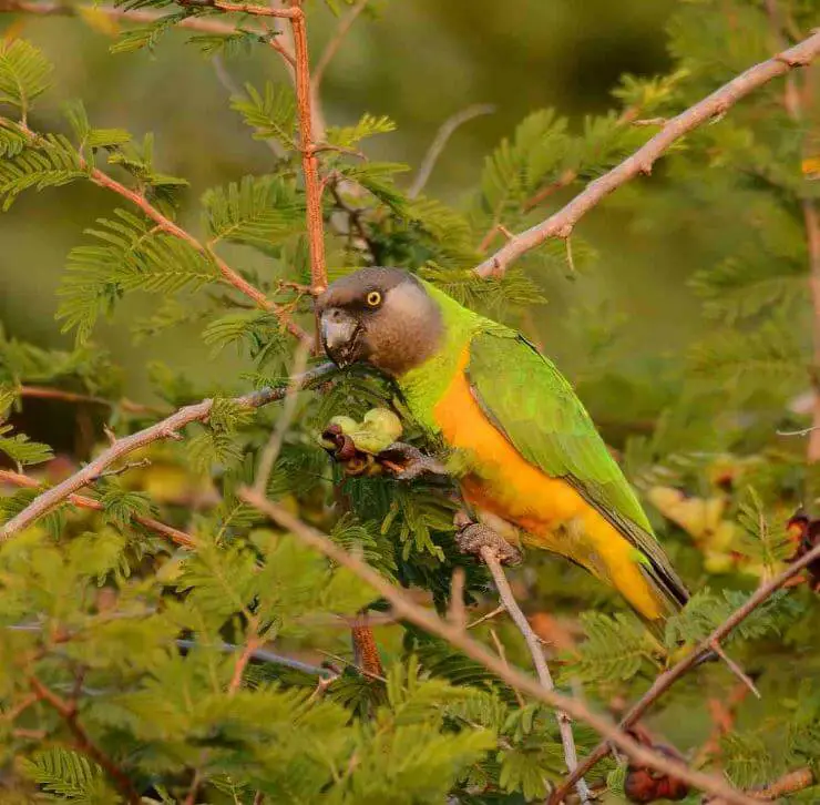 Senegals Parrot