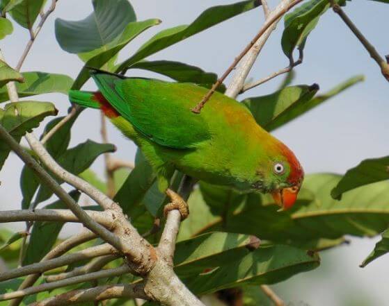 Sri Lanka Hanging-Parrot