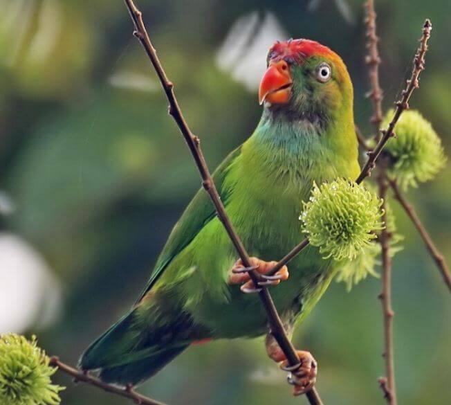 Sri Lanka-Hanging-Parrot