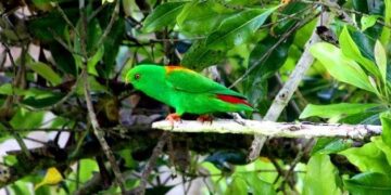 Sula Hanging-Parrot