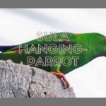 Sula-Hanging-Parrot