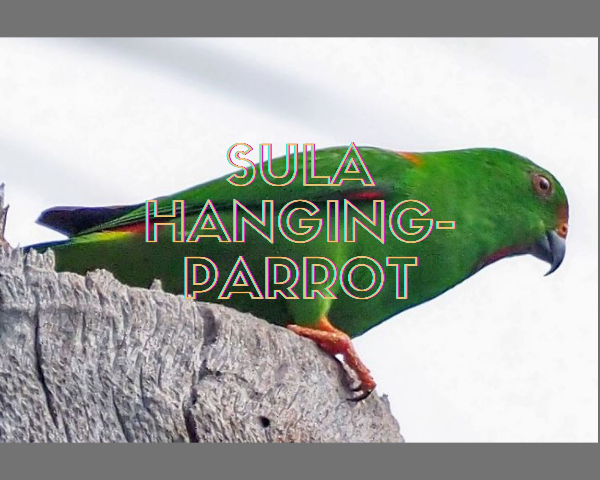 Sula-Hanging-Parrot