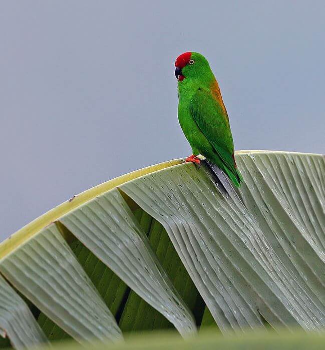 Sulawesi Hanging-Parrot