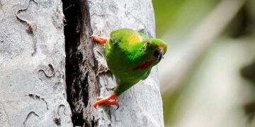 Sulawesi-Hanging-Parrot