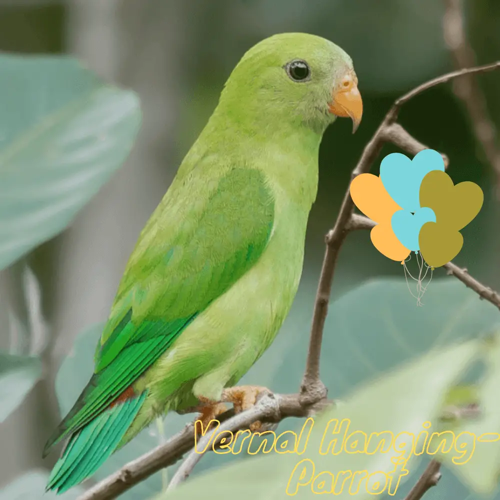 Vernal-Hanging-Parrot