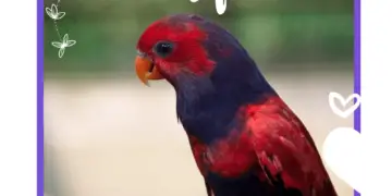 Violet-necked Lory