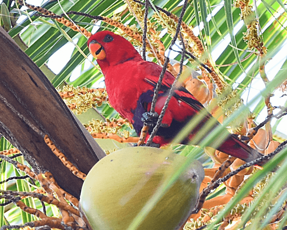 Violet-necked Lory parrot