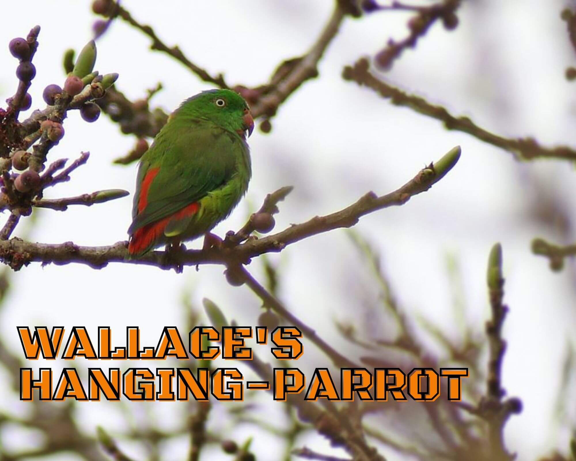 Wallace's Hanging-Parrot