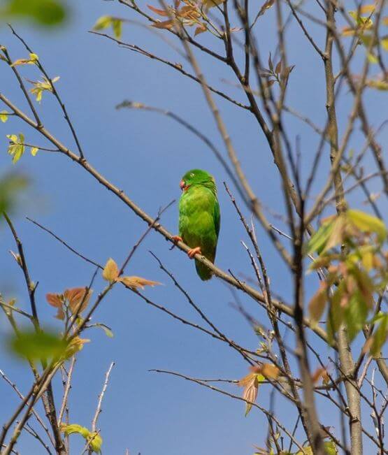 Wallace's-Hanging-Parrot