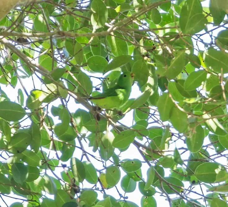 Wallace's Hanging Parrot
