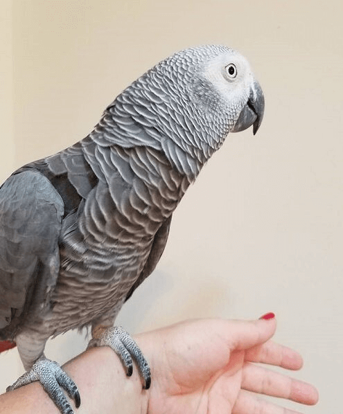 What are the health problems of the African Grey