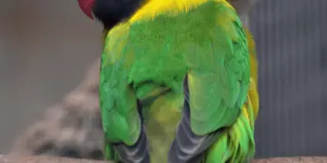 Yellow-collared-Lovebird parrot