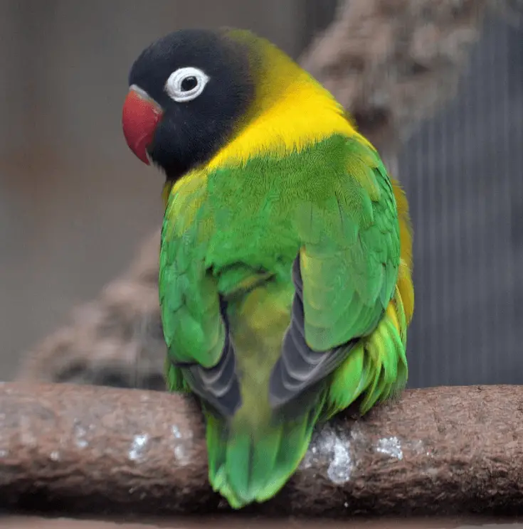 Yellow-collared-Lovebird parrot