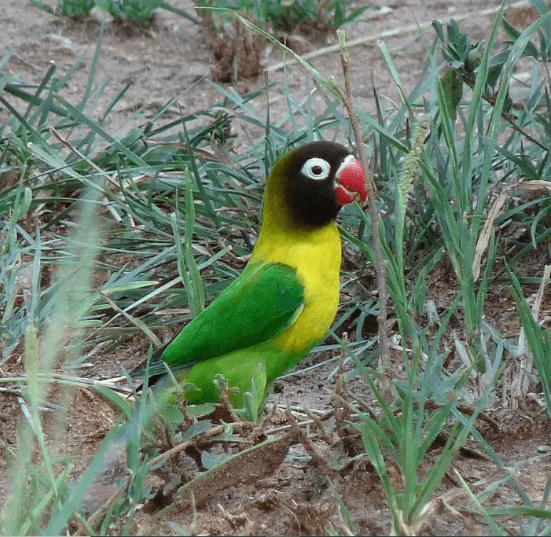Yellow-collared-Lovebird