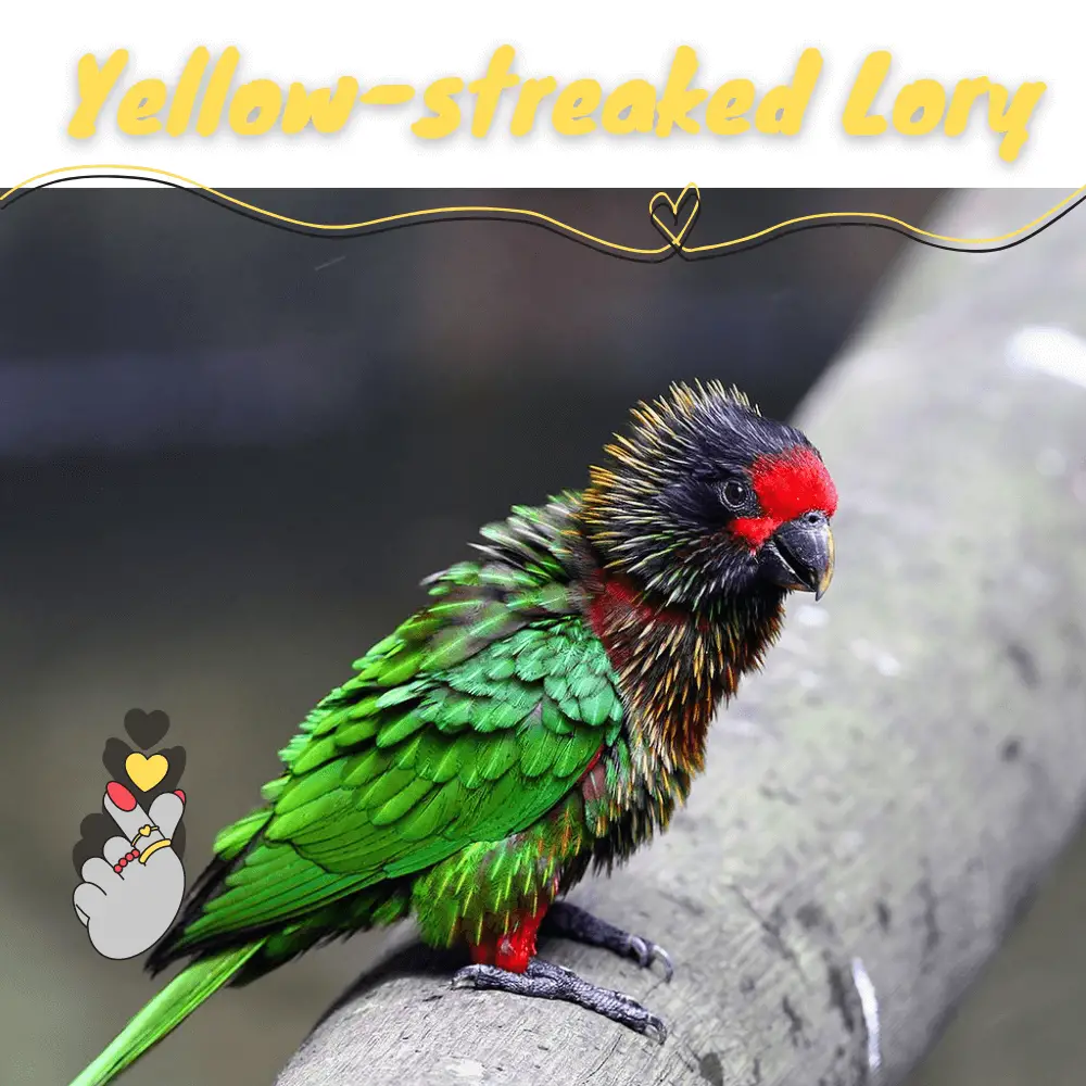 Yellow-streaked Lory