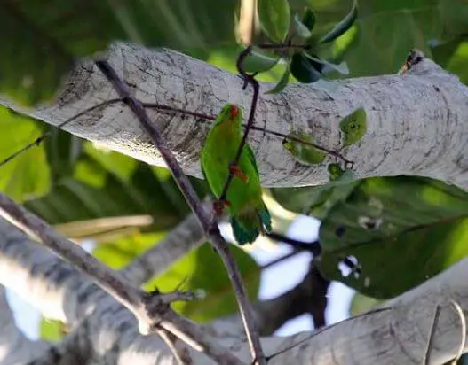 Yellow-throated Hanging Parrot