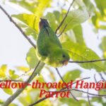 Yellow throated Hanging Parrot