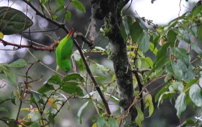 Yellow-throated Hanging-Parrot