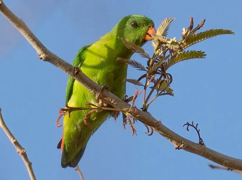 Yellow-throated Hanging-Parrot diet