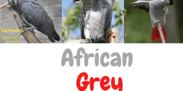african grey bird