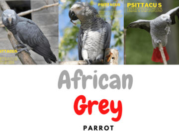 african grey bird