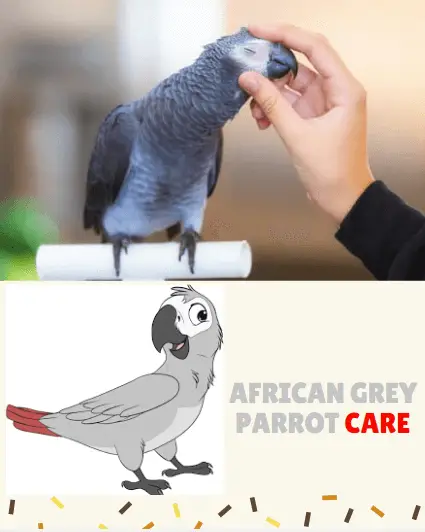 african grey parrot care