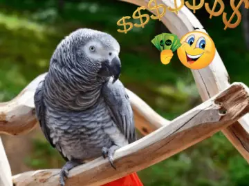 african grey parrot price