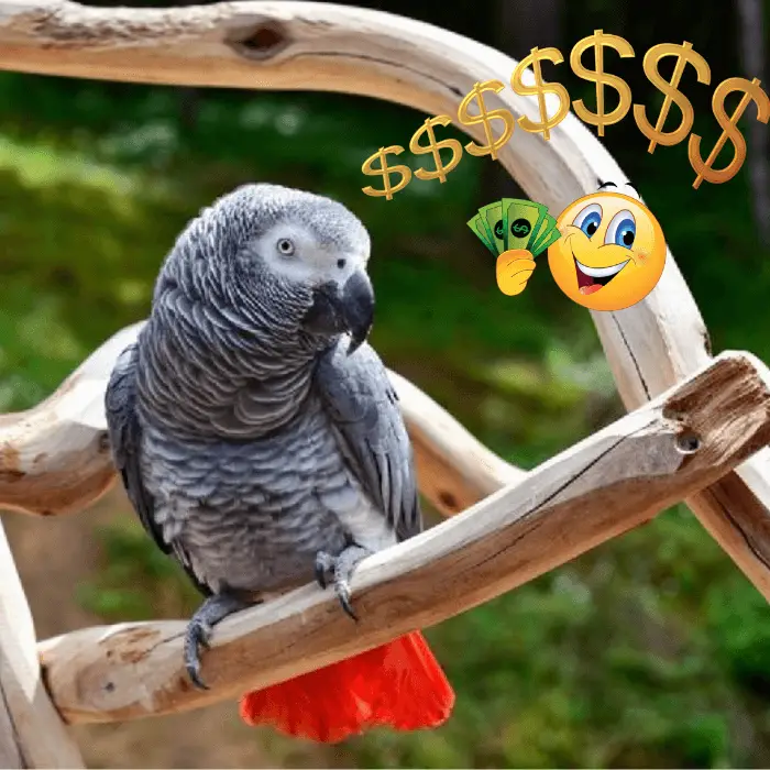 african grey parrot price