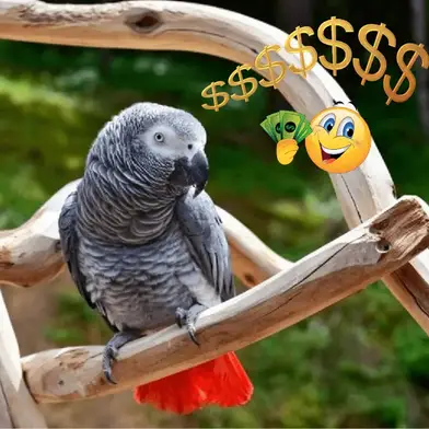 African Grey Parrot Price Are African Grey Parrots Expensive