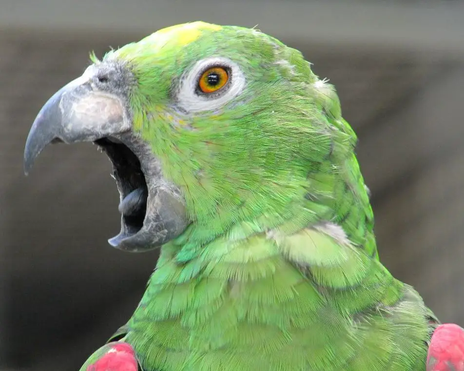 amazon parrot noises