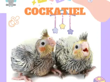 baby cockatiel