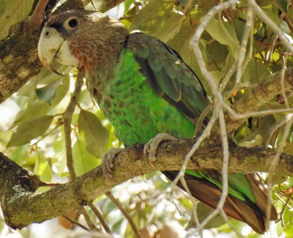 brown-necked parrot
