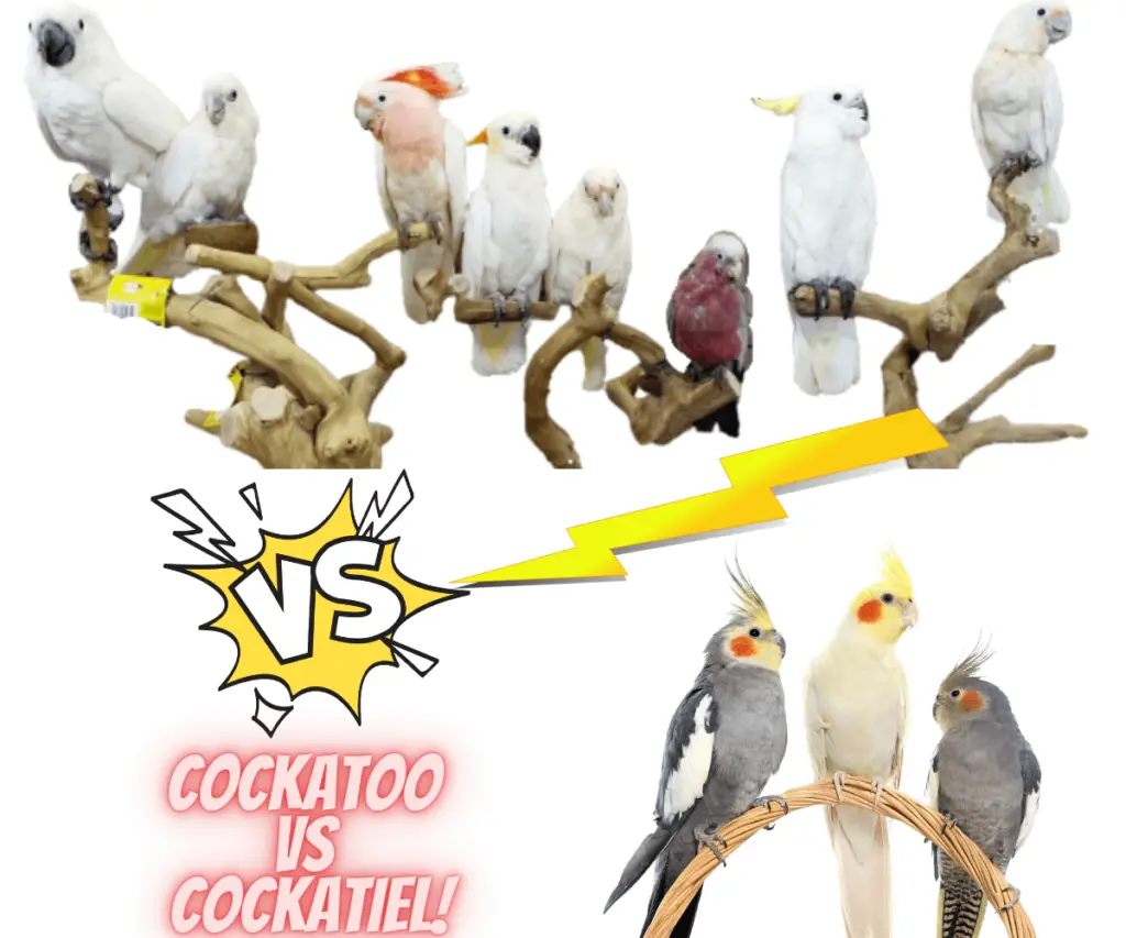 cockatoo vs cockatiel