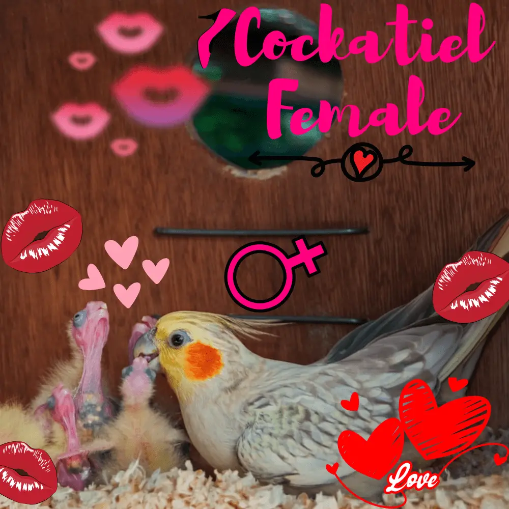 female cockatiel