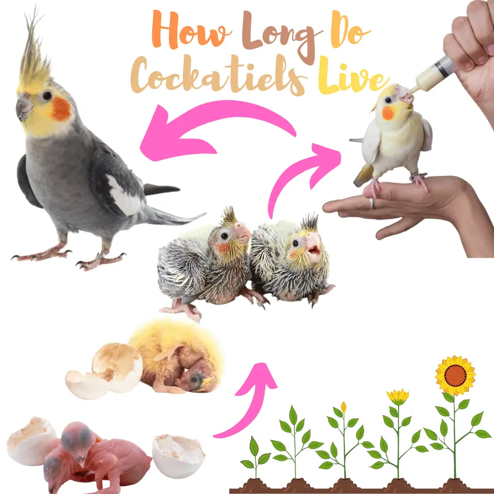 how long do cockatiels live