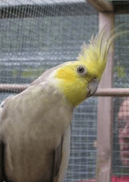 male yellow cheek cockatiel mutation